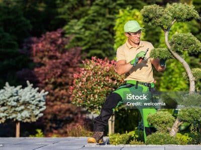 Man wearing gloves trimming a bush